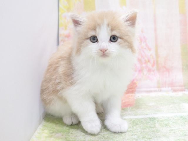 ノルウェージャンフォレストキャットの写真2