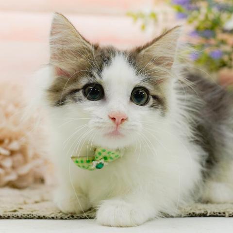 ノルウェージャンフォレストキャットの写真（神奈川県）