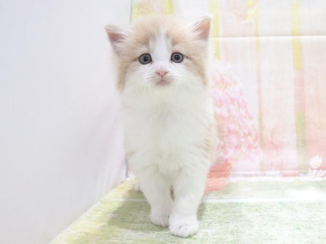 ノルウェージャンフォレストキャットの写真3