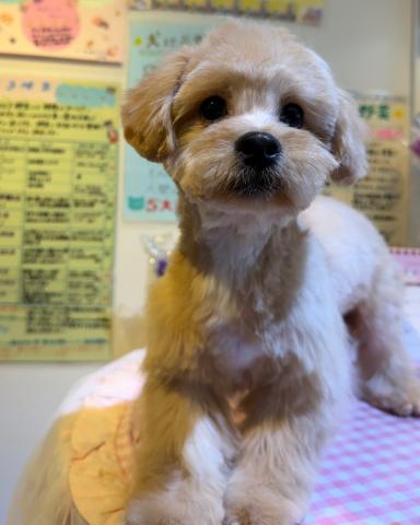 MIX(ペキプー)愛嬌満載♪の写真5