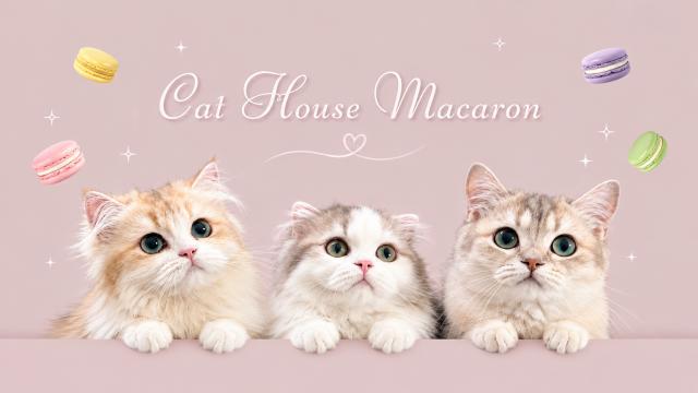 Cat House Macaron