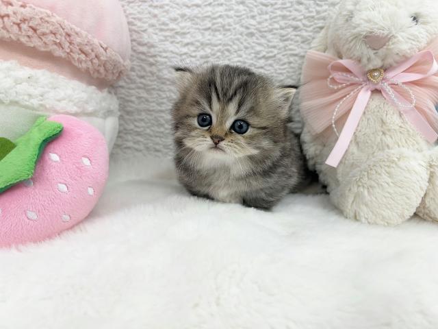 ミヌエット(旧ナポレオン)の写真3