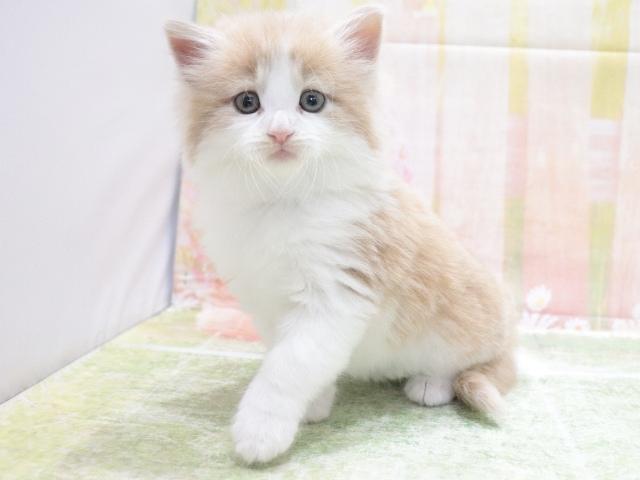 ノルウェージャンフォレストキャットの写真4