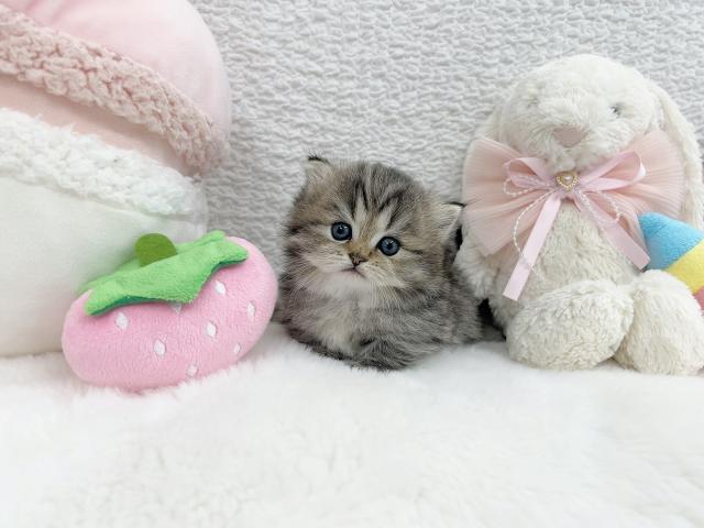 ミヌエット(旧ナポレオン)の写真2