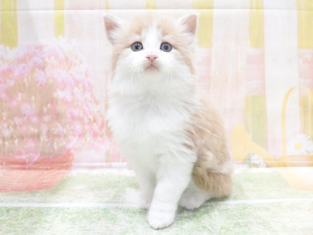 ノルウェージャンフォレストキャットの写真6