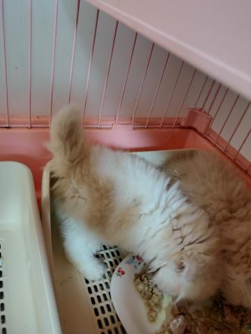 ラガマフィンの写真3