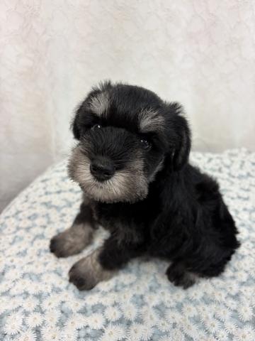 ミニチュアシュナウザーの写真3