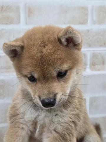 豆柴犬の写真2