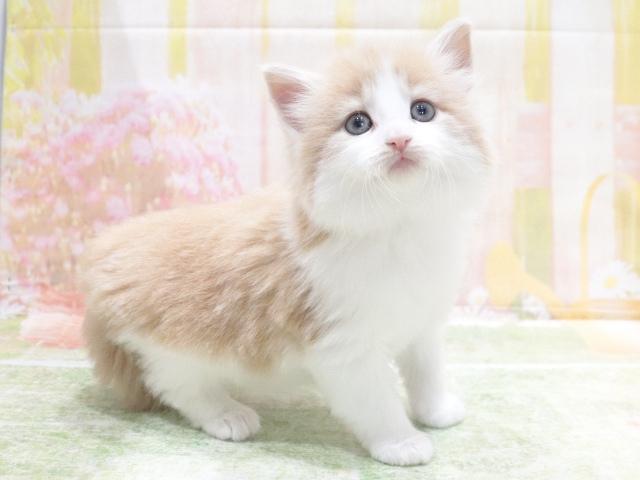ノルウェージャンフォレストキャットの写真5