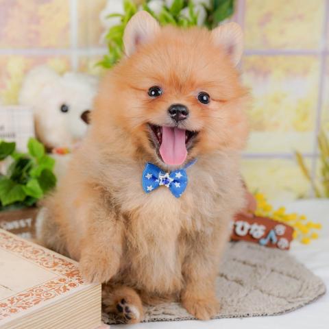 ポメラニアン