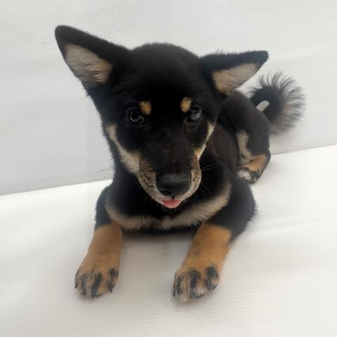 豆柴犬の写真2