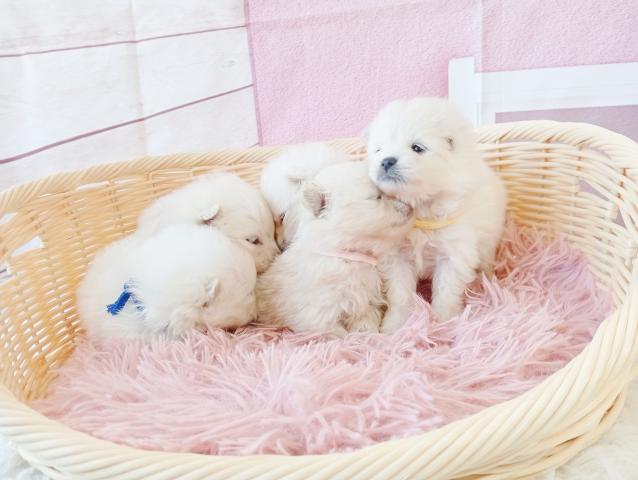 ポメラニアンの写真6