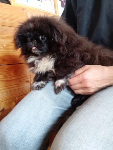 ペキニーズの写真2