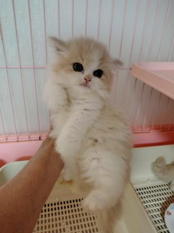ラガマフィンの写真2