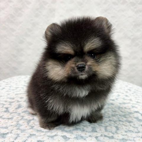 ポメラニアン