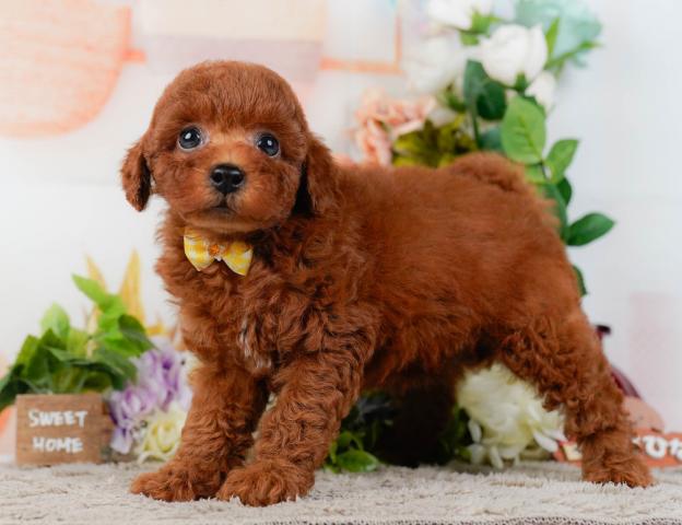 トイプードルの写真4