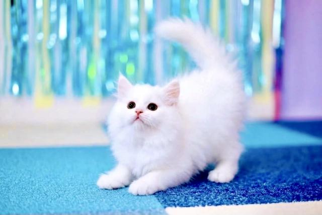 マンチカンの写真3