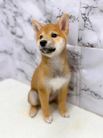 柴犬【9/26お写真、動画更新！】Special price‼️おすわり、まてをマスターしました‼️の写真2