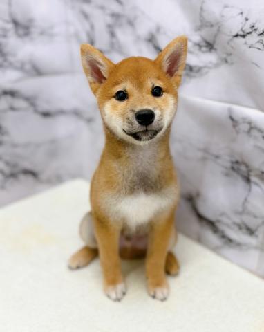柴犬【9/26お写真、動画更新！】Special price‼️おすわり、まてをマスターしました‼️の写真4