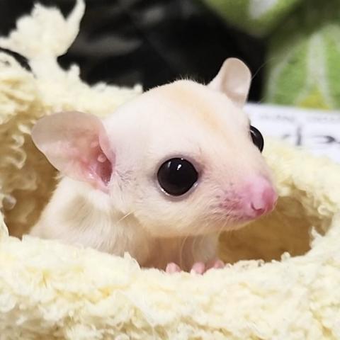 フクロモモンガ アルビノの写真3