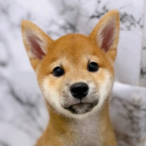 柴犬【9/26お写真、動画更新！】Special price‼️おすわり、まてをマスターしました‼️