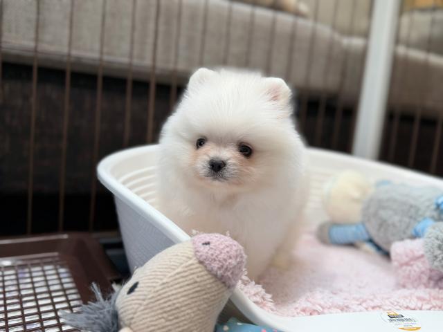 ポメラニアンの写真3