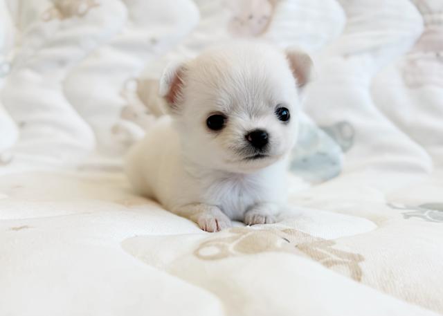ponery犬舎