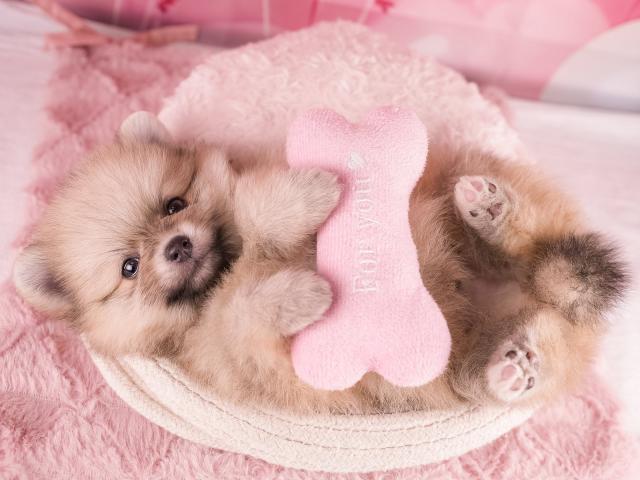 ポメラニアンの写真3