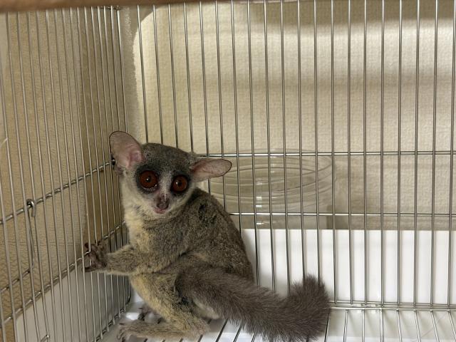 ショウガラゴ