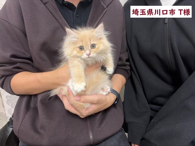 サイベリアン💕猫アレルギー有る方にお勧め猫種💕の写真（埼玉県）