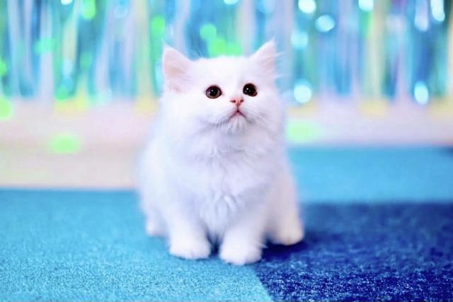マンチカンの写真2