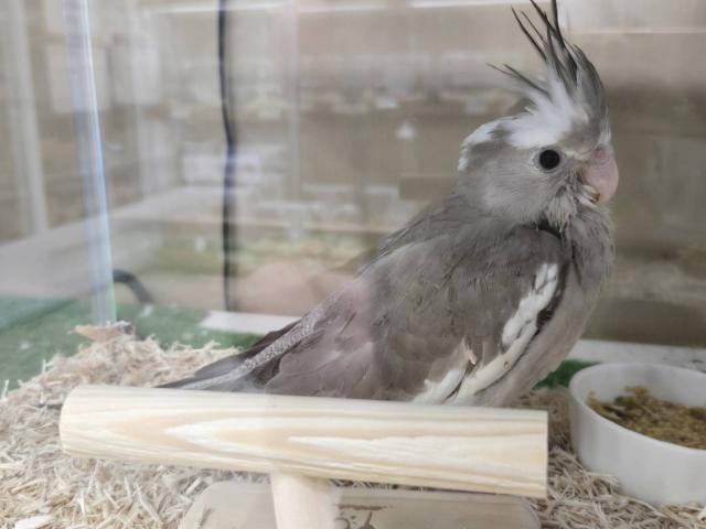 オカメインコの写真2