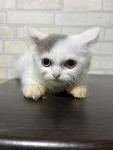 ラガマフィン