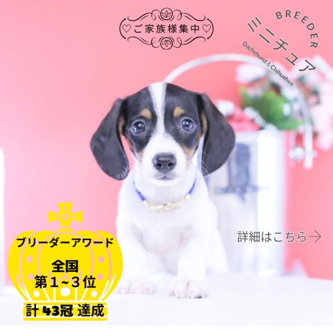 ミニチュアダックスフンド スムース