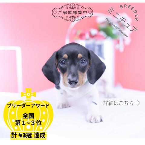 ミニチュアダックスフンド スムース