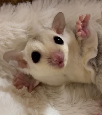 フクロモモンガ クリミノ