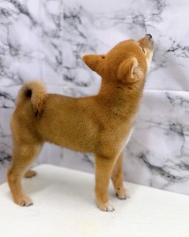 柴犬【9/26お写真、動画更新！】Special price‼️おすわり、まてをマスターしました‼️の写真6