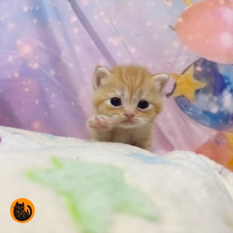 スコティッシュフォールド