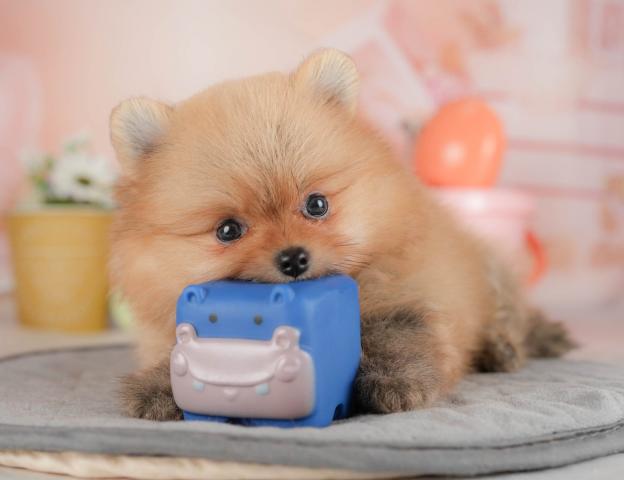 ポメラニアンの写真4