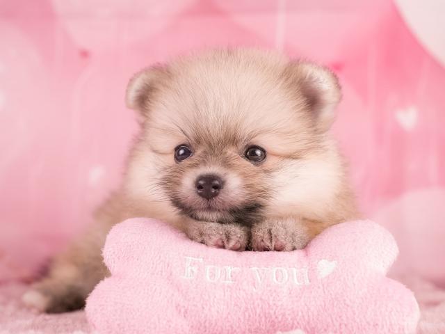 ポメラニアンの写真4