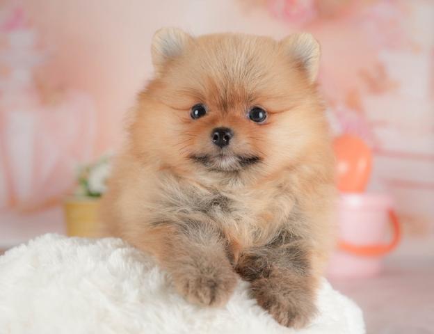 ポメラニアンの写真3