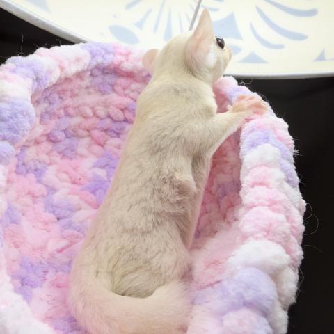 フクロモモンガ アルビノの写真6