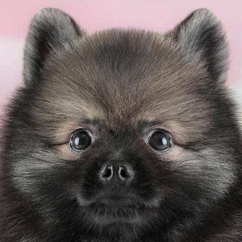 ポメラニアン