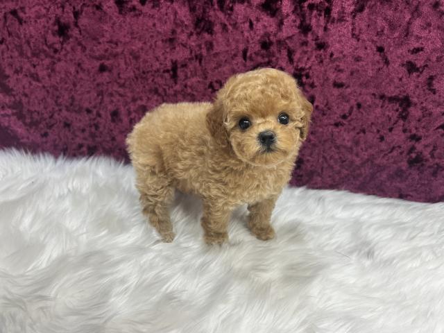 トイプードルティーカップサイズ予想の写真2