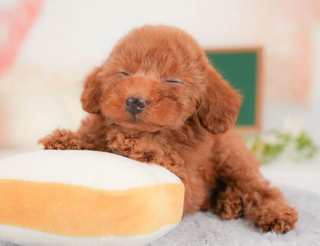 トイプードルタイニー・プードルの写真3
