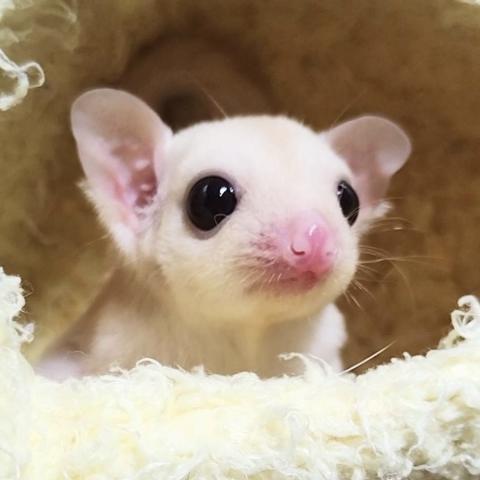 フクロモモンガ アルビノの写真2