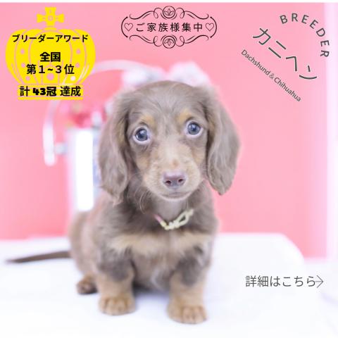 カニヘンダックスフンド　ロング