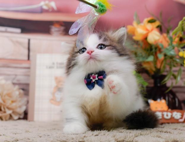 マンチカンの写真5