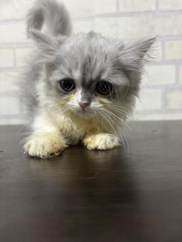 ペルシャ・ヒマラヤン