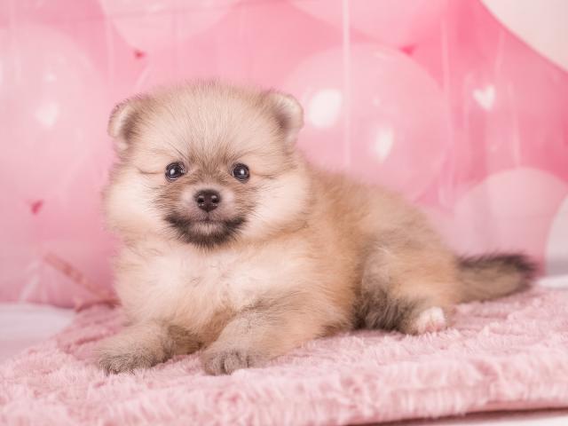 ポメラニアンの写真6
